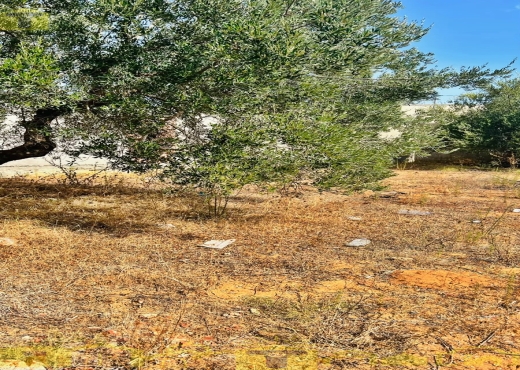 🌿 Terrain à vendre – Monchar, Hammamet Sud - Bien immobilier à {"id":16,"country_id":219,"name":"NABEUL","slug":"nabeul"} - Agence Immobilière immo\'in