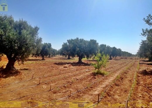 🌿 للبيع ضيعة فلاحية بطريق بوفيشة 🌿