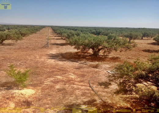 🌿 للبيع ضيعة فلاحية بطريق بوفيشة 🌿 - Bien immobilier à {"id":16,"country_id":219,"name":"NABEUL","slug":"nabeul"} - Image 3 - Sonia Immo - Agence Immobilière Sonia Immo